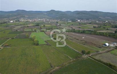 Çanakkale Yenice Hamdibey Köyünde 4.100 M² Satılık Tarla !