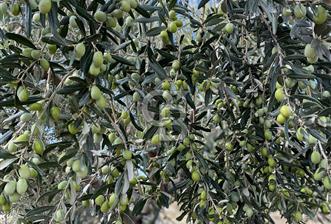 GERENKÖYDE SATILIK 10 DÖNÜM ZEYTİNLİK