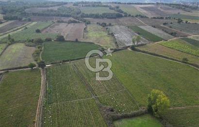 Çanakkale Yenice Hamdibey Köyünde 4.100 M² Satılık Tarla !