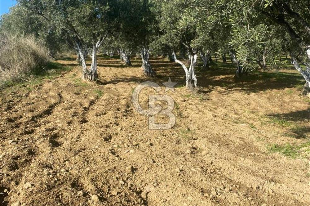Tekirdağ Şarköy Hoşköy’de Deniz Manzaralı Önü Kapanmayacak Zeytinlik