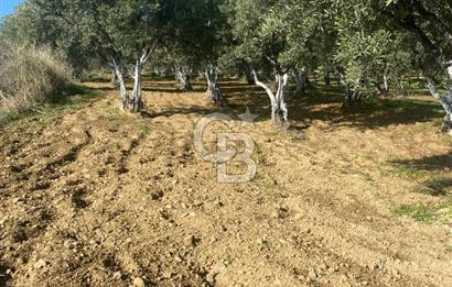 Tekirdağ Şarköy Hoşköy’de Deniz Manzaralı Önü Kapanmayacak Zeytinlik