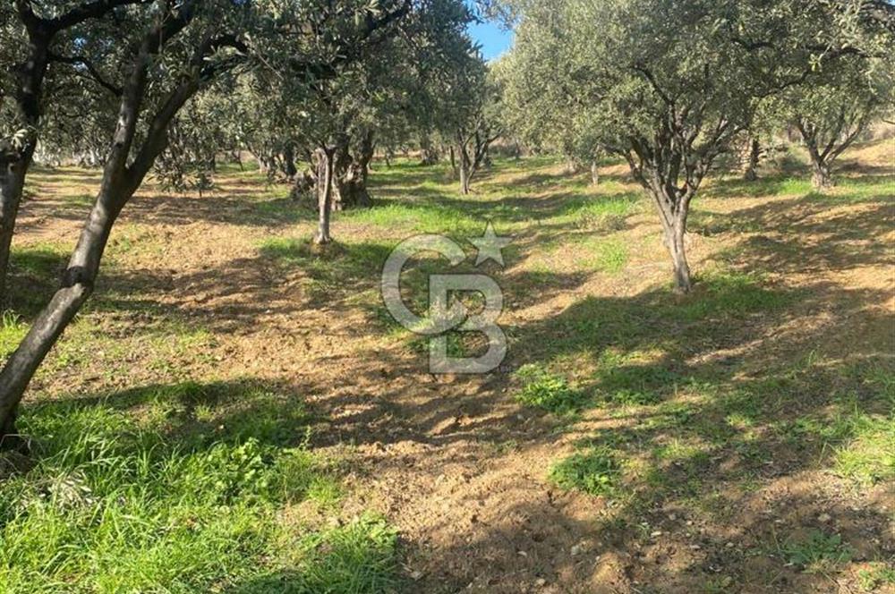 Tekirdağ Şarköy Hoşköy’de Deniz Manzaralı Önü Kapanmayacak Zeytinlik