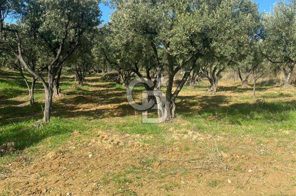 Tekirdağ Şarköy Hoşköy’de Deniz Manzaralı Önü Kapanmayacak Zeytinlik