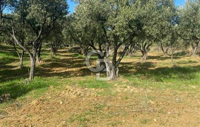 Tekirdağ Şarköy Hoşköy’de Deniz Manzaralı Önü Kapanmayacak Zeytinlik