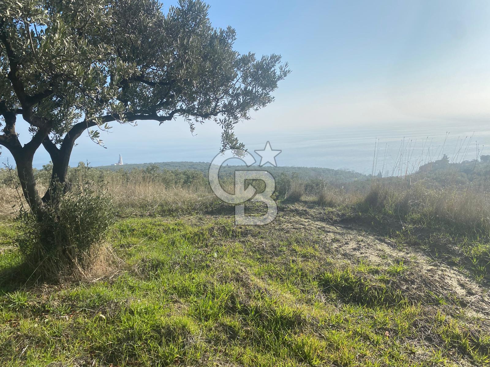 Tekirdağ Şarköy Hoşköy’de Deniz Manzaralı Önü Kapanmayacak Zeytinlik