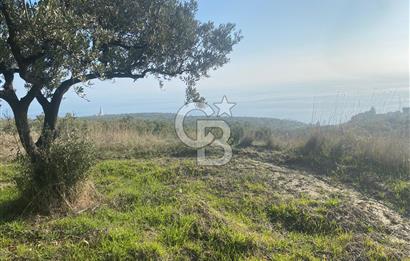 Tekirdağ Şarköy Hoşköy’de Deniz Manzaralı Önü Kapanmayacak Zeytinlik