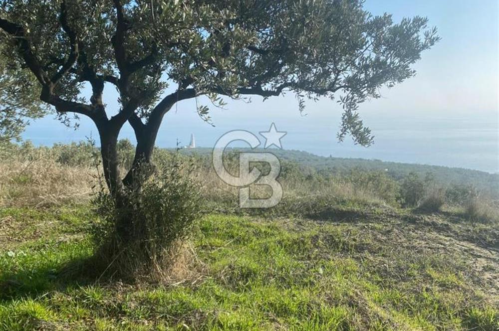Tekirdağ Şarköy Hoşköy’de Deniz Manzaralı Önü Kapanmayacak Zeytinlik