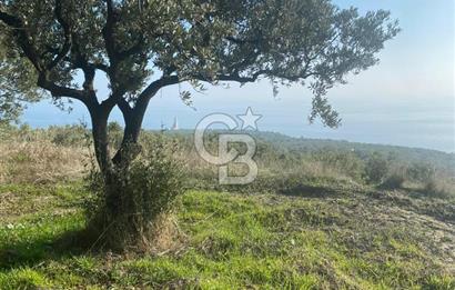 Tekirdağ Şarköy Hoşköy’de Deniz Manzaralı Önü Kapanmayacak Zeytinlik