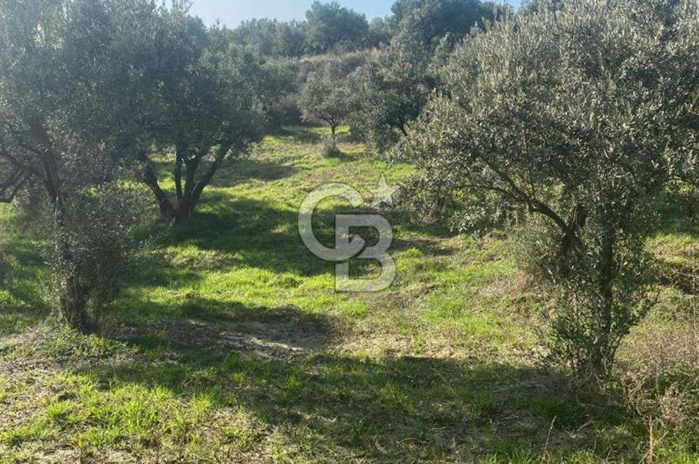 Tekirdağ Şarköy Hoşköy’de Deniz Manzaralı Önü Kapanmayacak Zeytinlik