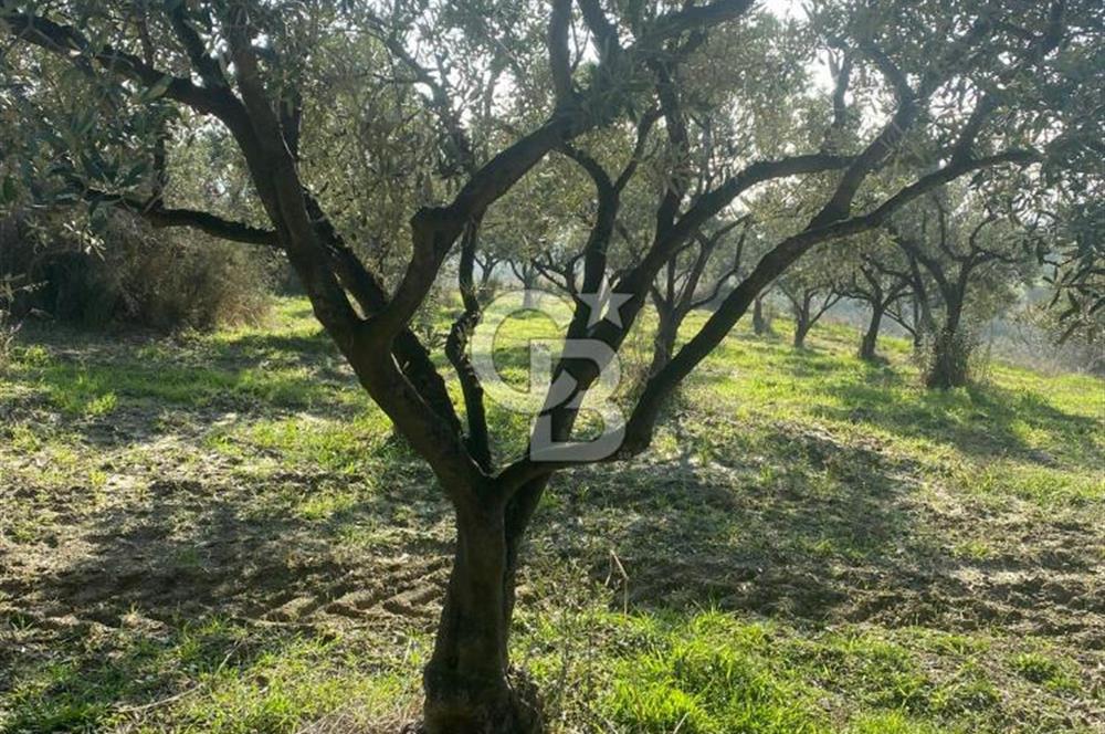 Tekirdağ Şarköy Hoşköy’de Deniz Manzaralı Önü Kapanmayacak Zeytinlik