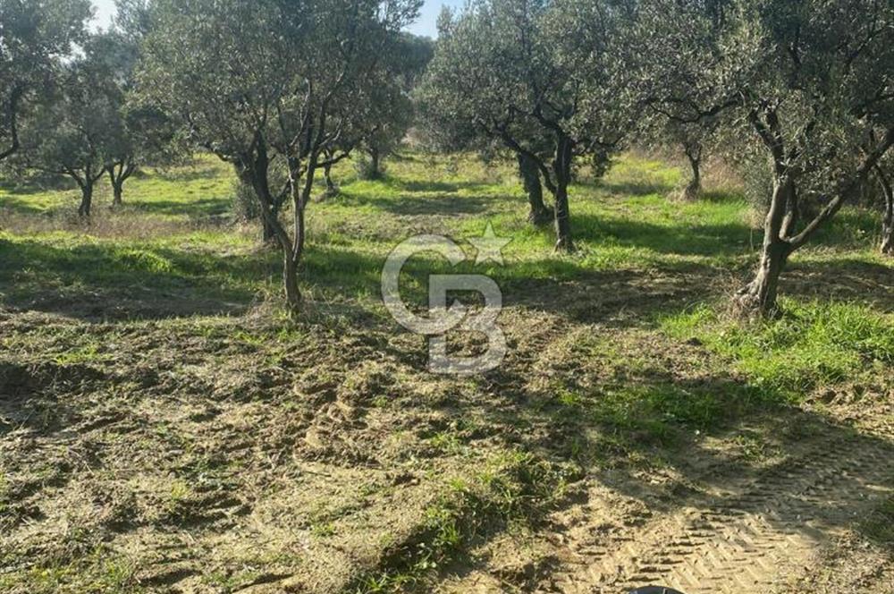 Tekirdağ Şarköy Hoşköy’de Deniz Manzaralı Önü Kapanmayacak Zeytinlik