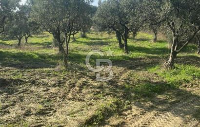 Tekirdağ Şarköy Hoşköy’de Deniz Manzaralı Önü Kapanmayacak Zeytinlik