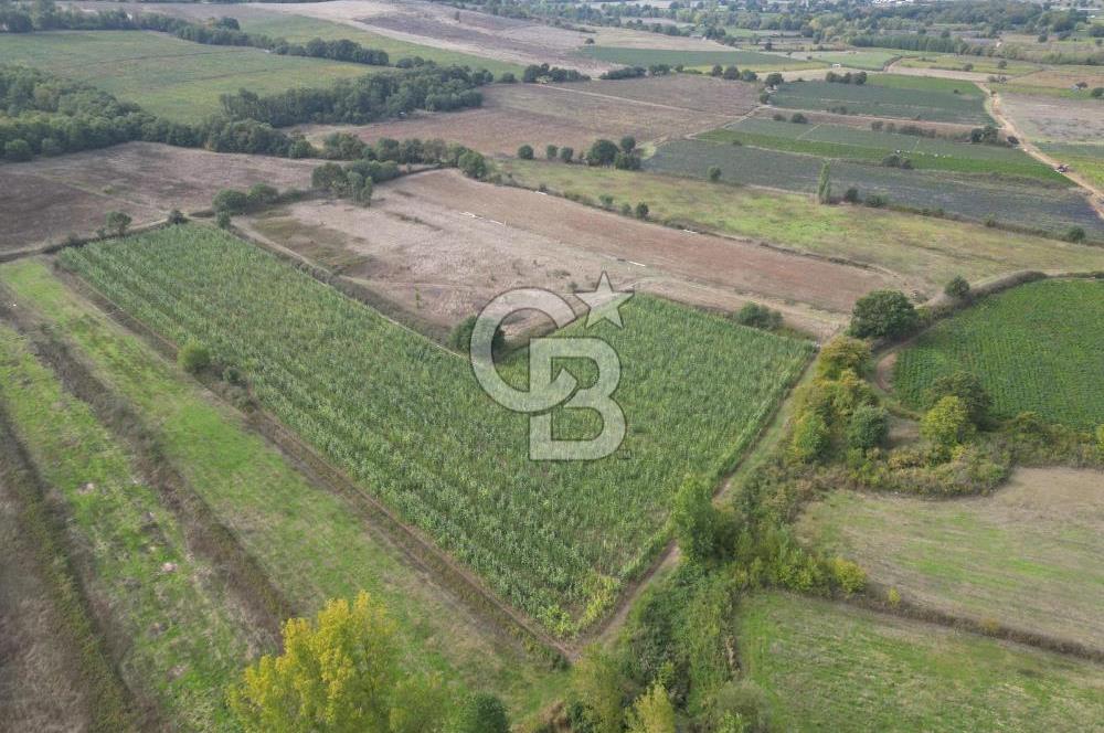 Çanakkale Yenice Hamdibey Köyünde 3.524 M² Satılık Tarla !