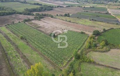 Çanakkale Yenice Hamdibey Köyünde 3.524 M² Satılık Tarla !