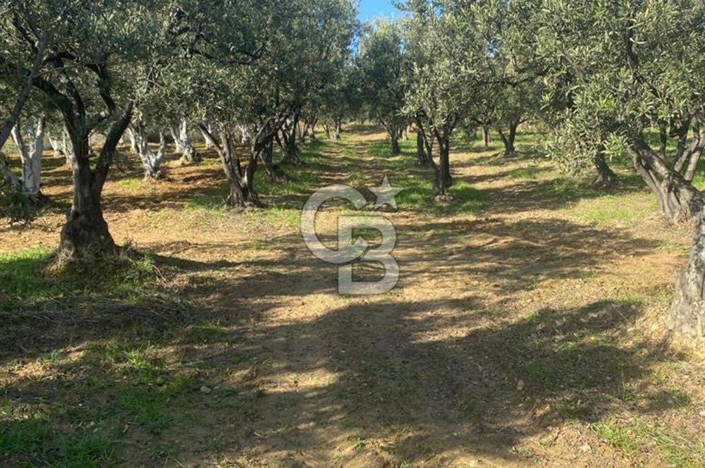 Tekirdağ Şarköy Hoşköy’de Deniz Manzaralı Önü Kapanmayacak Zeytinlik