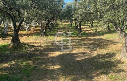 Tekirdağ Şarköy Hoşköy’de Deniz Manzaralı Önü Kapanmayacak Zeytinlik