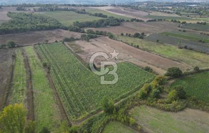 Çanakkale Yenice Hamdibey Köyünde 3.524 M² Satılık Tarla !