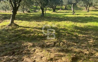 Tekirdağ Şarköy Hoşköy’de Deniz Manzaralı Önü Kapanmayacak Zeytinlik