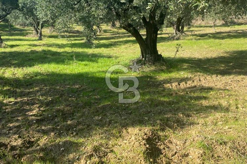 Tekirdağ Şarköy Hoşköy’de Deniz Manzaralı Önü Kapanmayacak Zeytinlik