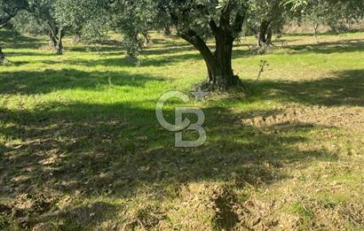 Tekirdağ Şarköy Hoşköy’de Deniz Manzaralı Önü Kapanmayacak Zeytinlik