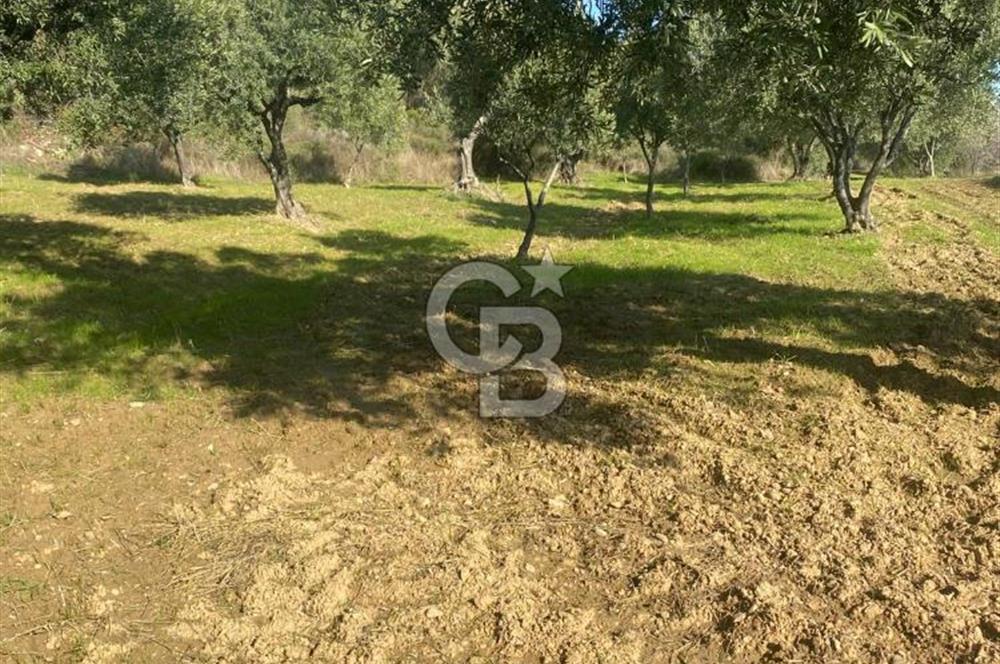 Tekirdağ Şarköy Hoşköy’de Deniz Manzaralı Önü Kapanmayacak Zeytinlik