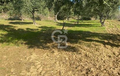 Tekirdağ Şarköy Hoşköy’de Deniz Manzaralı Önü Kapanmayacak Zeytinlik