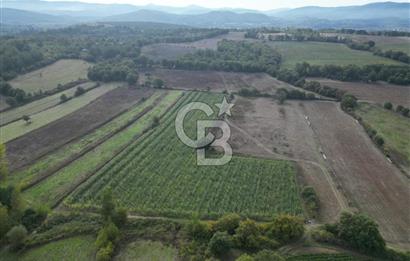 Çanakkale Yenice Hamdibey Köyünde 3.524 M² Satılık Tarla !