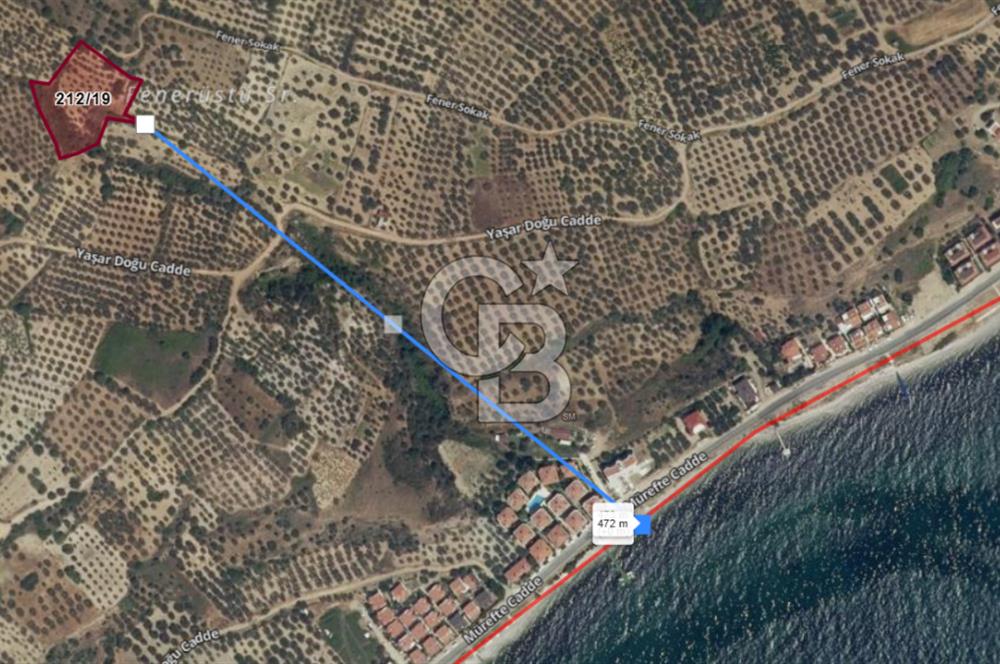 Tekirdağ Şarköy Hoşköy’de Deniz Manzaralı Önü Kapanmayacak Zeytinlik