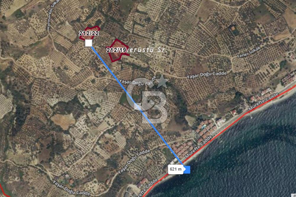 Tekirdağ Şarköy Hoşköy’de Deniz Manzaralı Önü Kapanmayacak Zeytinlik