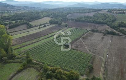 Çanakkale Yenice Hamdibey Köyünde 3.524 M² Satılık Tarla !