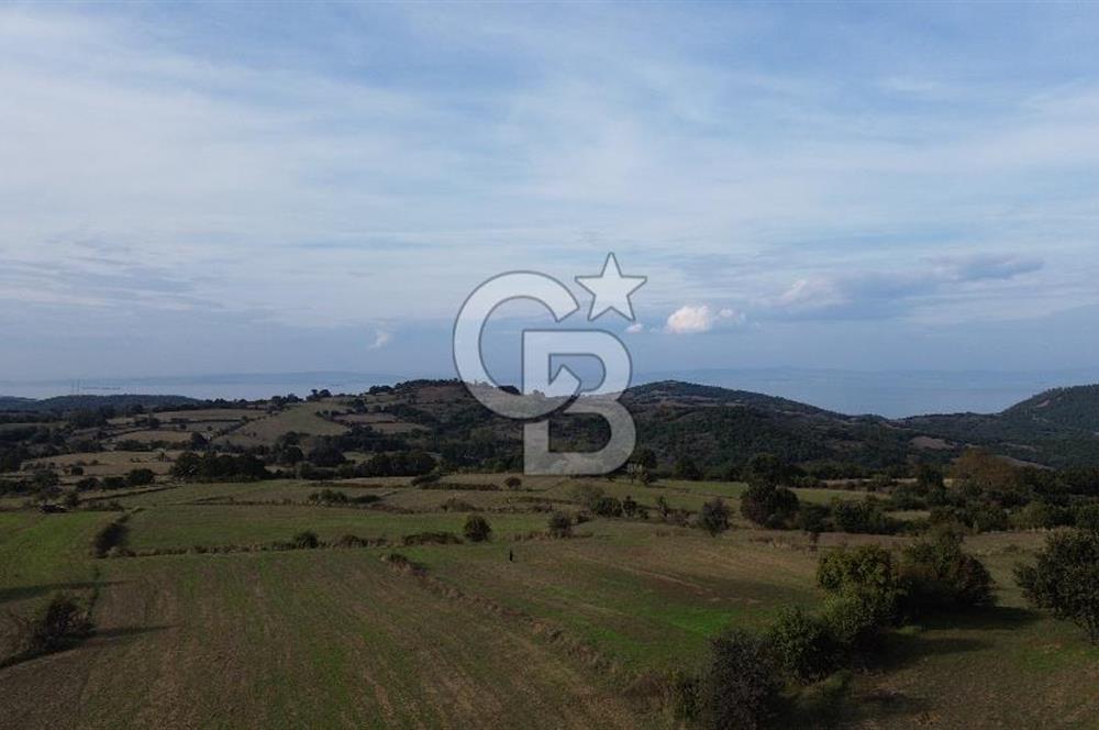 SATILIK TARLA – ÇANAKKALE LAPSEKİ GÜRECİ KÖYÜ 
