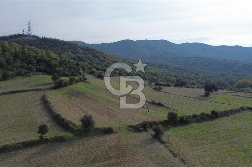 SATILIK TARLA – ÇANAKKALE LAPSEKİ GÜRECİ KÖYÜ 