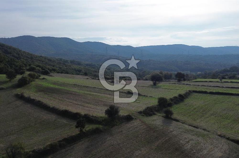 SATILIK TARLA – ÇANAKKALE LAPSEKİ GÜRECİ KÖYÜ 