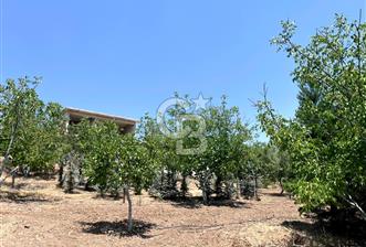 Pursaklar Yeşilyurt'ta 5000 m2 Bahçe