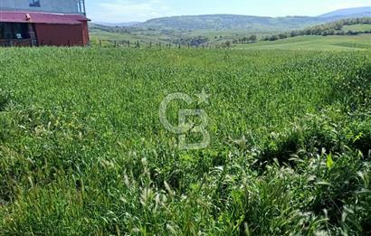 SAMSUN ATAKUM ALANLI'DA SATILIK TARLA