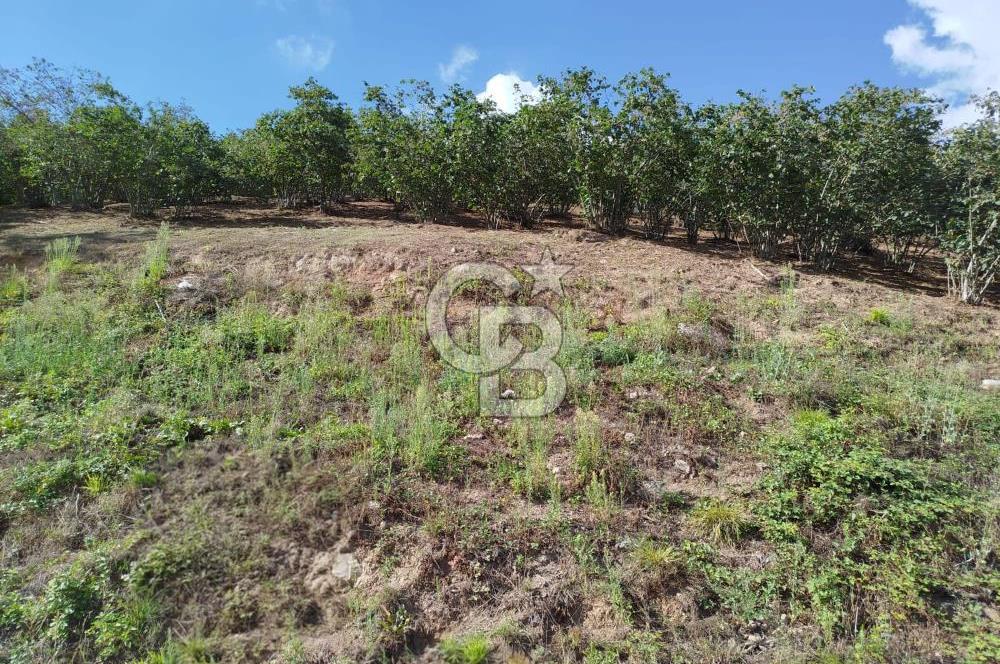 SAMSUN 19 MAYIS ÇİFTLİK MAHALLESİNDE MUSTAFA ŞEN'DEN  SATILIK FINDIKLIK 