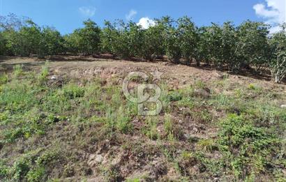 SAMSUN 19 MAYIS ÇİFTLİK MAHALLESİNDE MUSTAFA ŞEN'DEN  SATILIK FINDIKLIK 