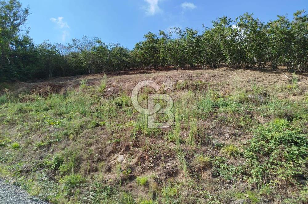 SAMSUN 19 MAYIS ÇİFTLİK MAHALLESİNDE MUSTAFA ŞEN'DEN  SATILIK FINDIKLIK 