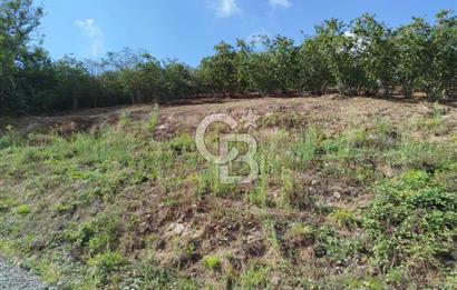 SAMSUN 19 MAYIS ÇİFTLİK MAHALLESİNDE MUSTAFA ŞEN'DEN  SATILIK FINDIKLIK 