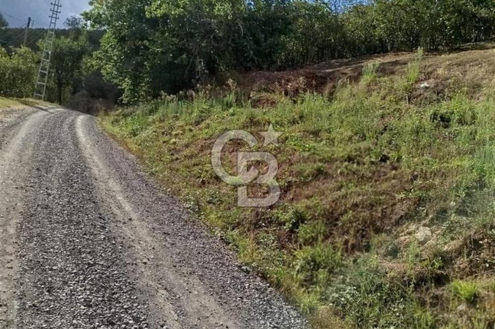 SAMSUN 19 MAYIS ÇİFTLİK MAHALLESİNDE MUSTAFA ŞEN'DEN  SATILIK FINDIKLIK 