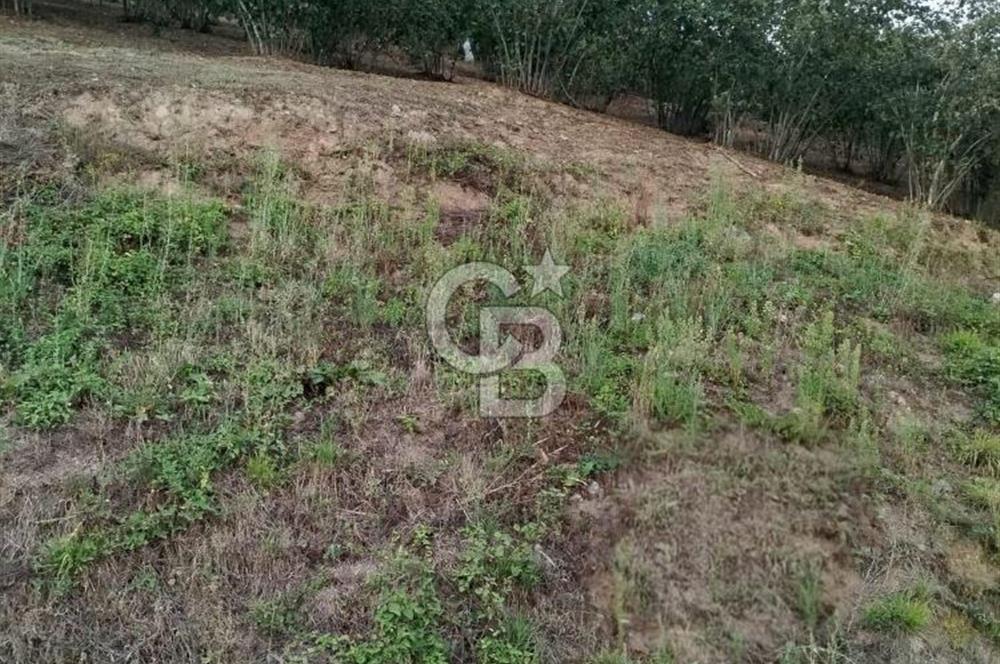 SAMSUN 19 MAYIS ÇİFTLİK MAHALLESİNDE MUSTAFA ŞEN'DEN  SATILIK FINDIKLIK 