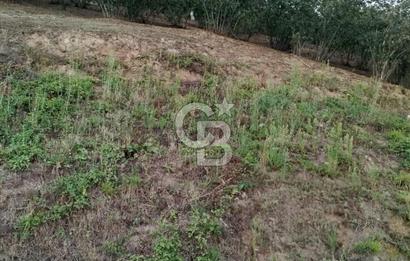 SAMSUN 19 MAYIS ÇİFTLİK MAHALLESİNDE MUSTAFA ŞEN'DEN  SATILIK FINDIKLIK 