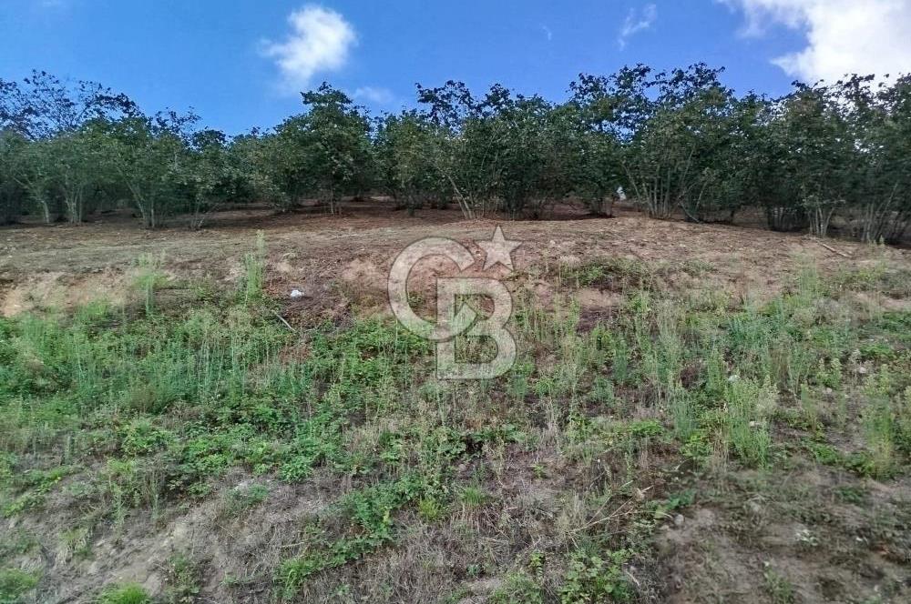 SAMSUN 19 MAYIS ÇİFTLİK MAHALLESİNDE MUSTAFA ŞEN'DEN  SATILIK FINDIKLIK 