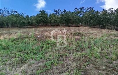 SAMSUN 19 MAYIS ÇİFTLİK MAHALLESİNDE MUSTAFA ŞEN'DEN  SATILIK FINDIKLIK 