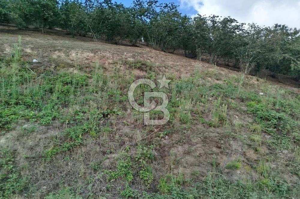 SAMSUN 19 MAYIS ÇİFTLİK MAHALLESİNDE MUSTAFA ŞEN'DEN  SATILIK FINDIKLIK 