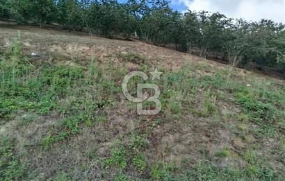 SAMSUN 19 MAYIS ÇİFTLİK MAHALLESİNDE MUSTAFA ŞEN'DEN  SATILIK FINDIKLIK 