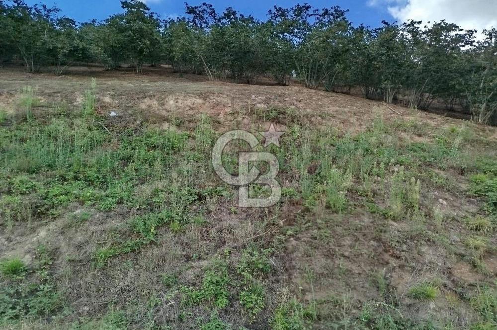 SAMSUN 19 MAYIS ÇİFTLİK MAHALLESİNDE MUSTAFA ŞEN'DEN  SATILIK FINDIKLIK 