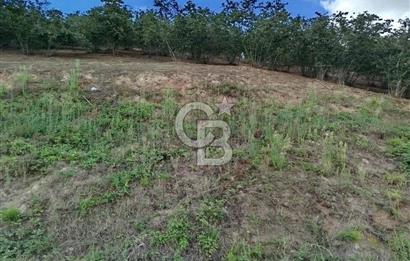 SAMSUN 19 MAYIS ÇİFTLİK MAHALLESİNDE MUSTAFA ŞEN'DEN  SATILIK FINDIKLIK 