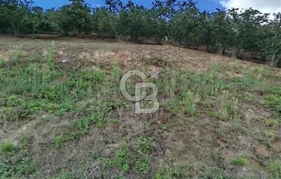 SAMSUN 19 MAYIS ÇİFTLİK MAHALLESİNDE MUSTAFA ŞEN'DEN  SATILIK FINDIKLIK 