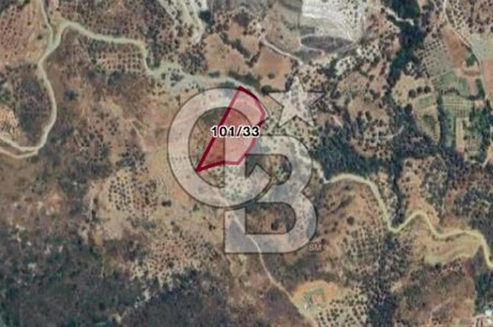 İzmir Karaburun Hasseki’de 7.003 m² Deniz Manzaralı Satılık Tarla
